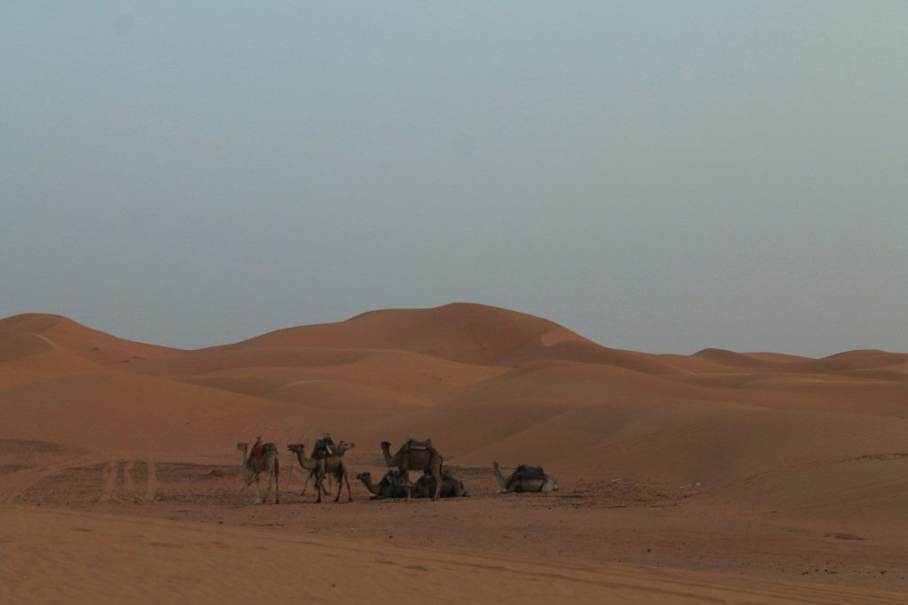 un gruppo di persone che cavalcano cammelli attraverso un deserto