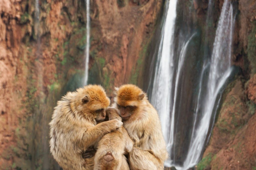due scimmie sedute una sopra l'altra davanti a una cascata