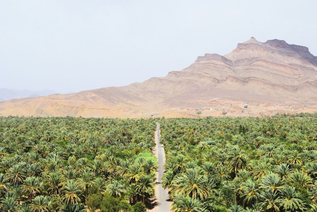 strada tra verdi palme da cocco di giorno